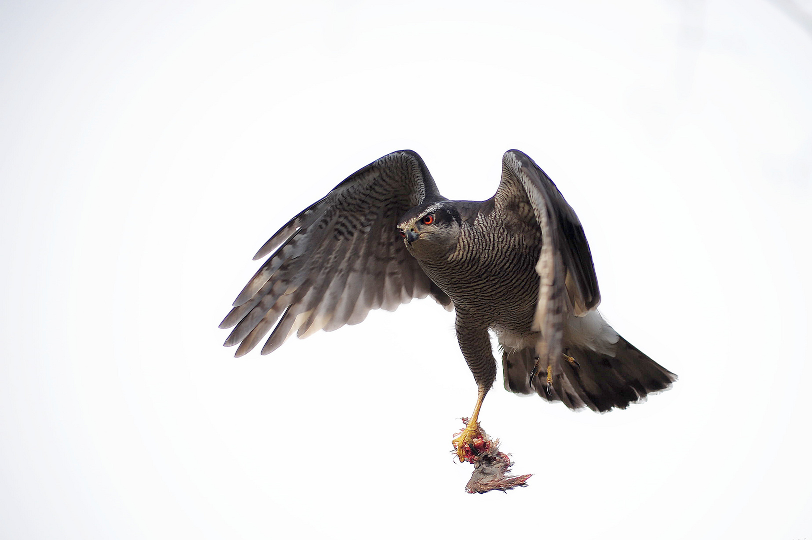 Habicht im Anflug