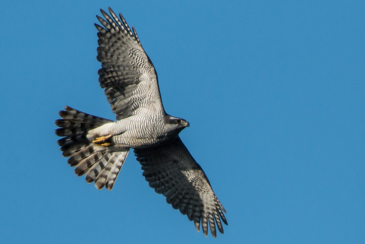 Habicht im Flug