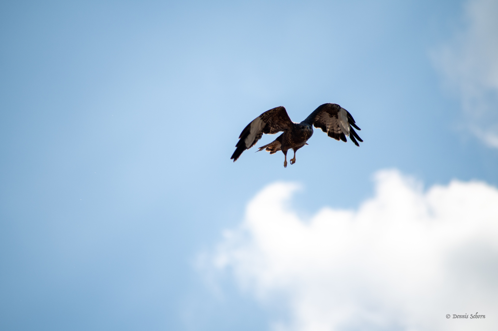 Habicht im Flug