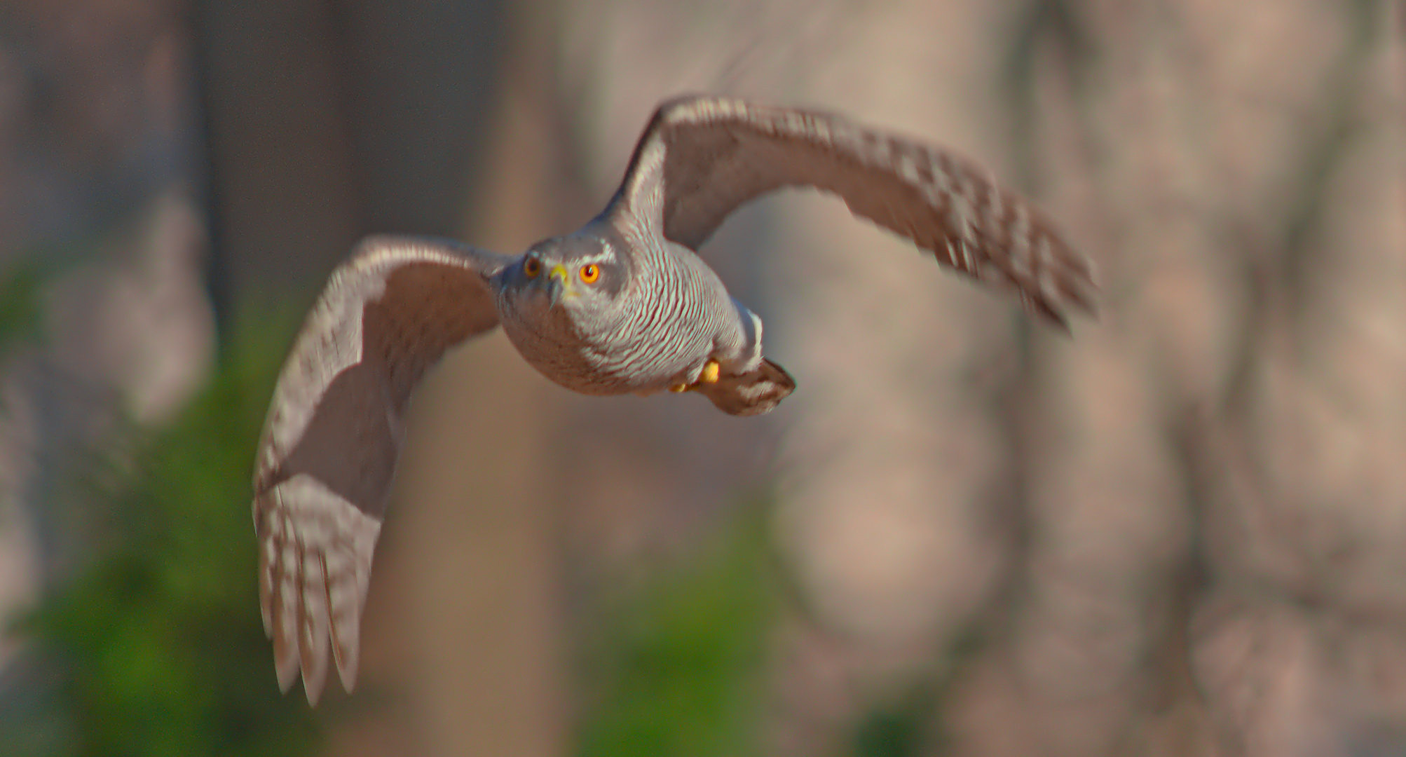 Habicht im Flug