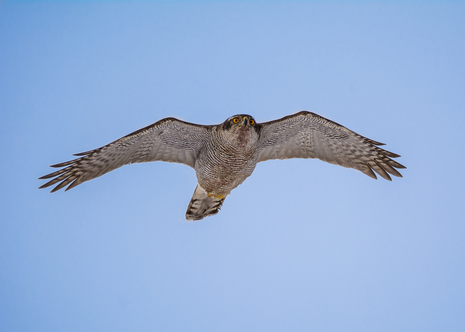 Habicht im Flug