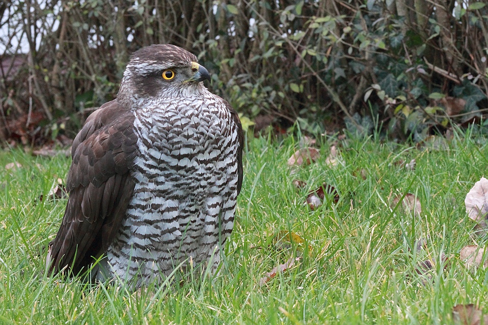 Habicht im Garten