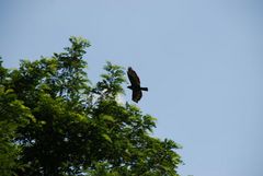 Habicht im Landeanflug