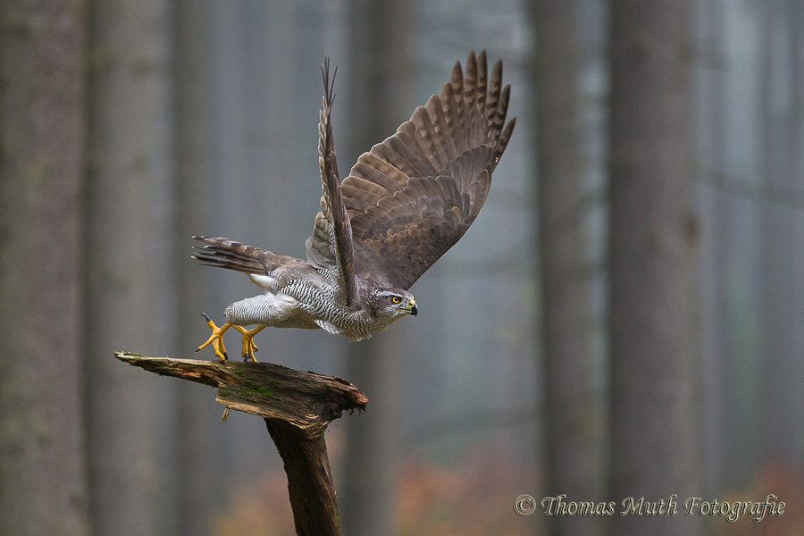 Habicht im Nebelwald