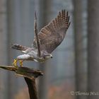 Habicht im Nebelwald