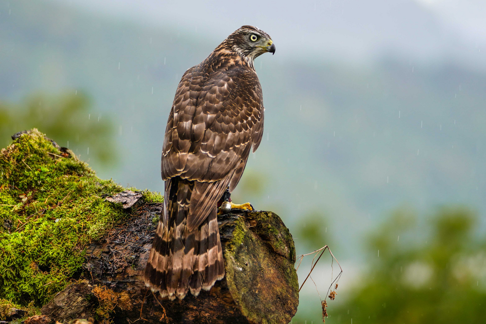 Habicht im Regen