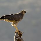 Habicht im Samburu NP