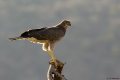 Habicht im Samburu NP