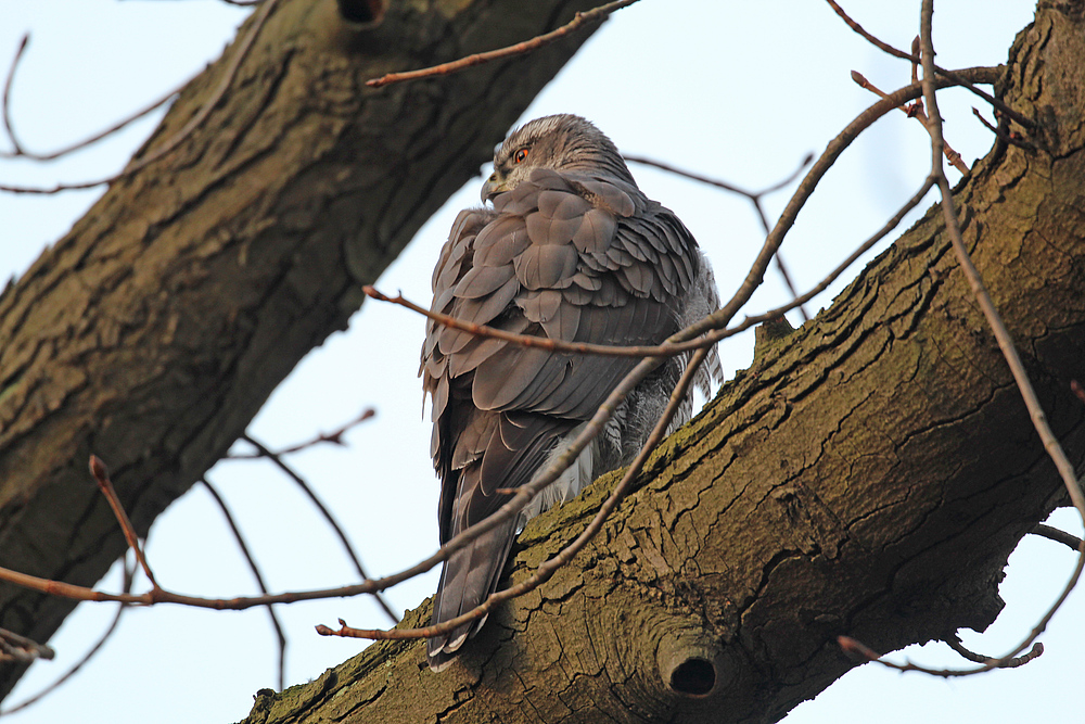 Habicht im Schloßpark Charlottenburg