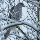 Habicht im Schnee