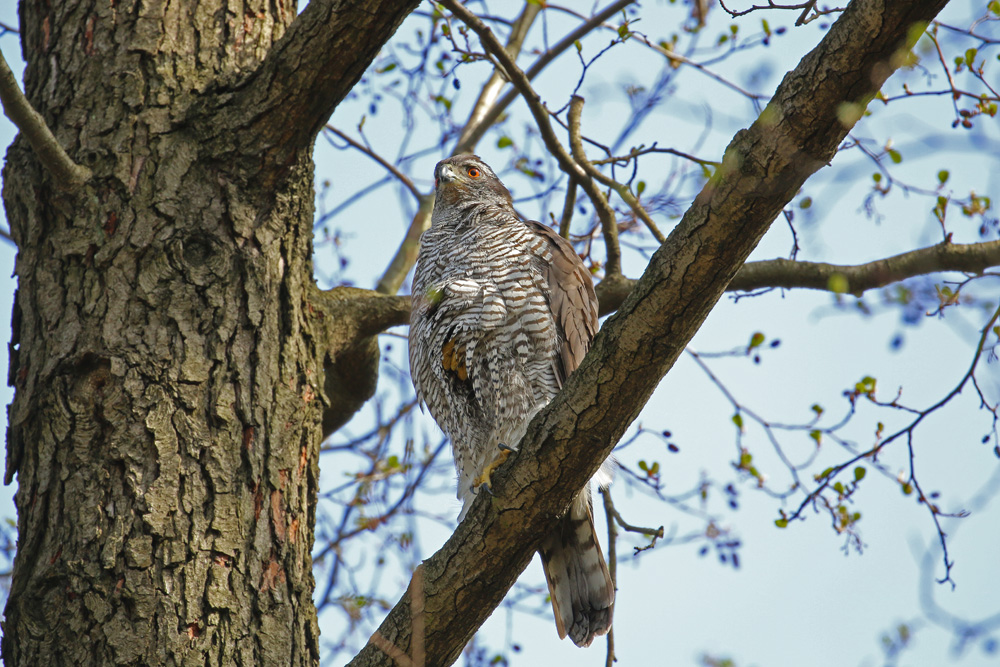 Habicht im Stadtpark