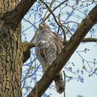 Habicht im Stadtpark