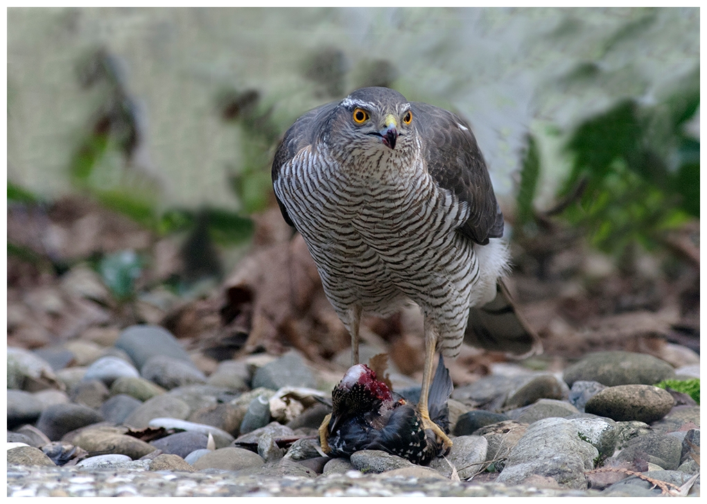 Habicht in meinem Garten. Foto & Bild animals, wildlife, birds Bilder