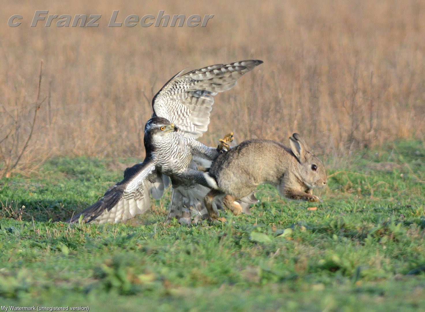 Habicht jagt Kaninchen Beizjagd