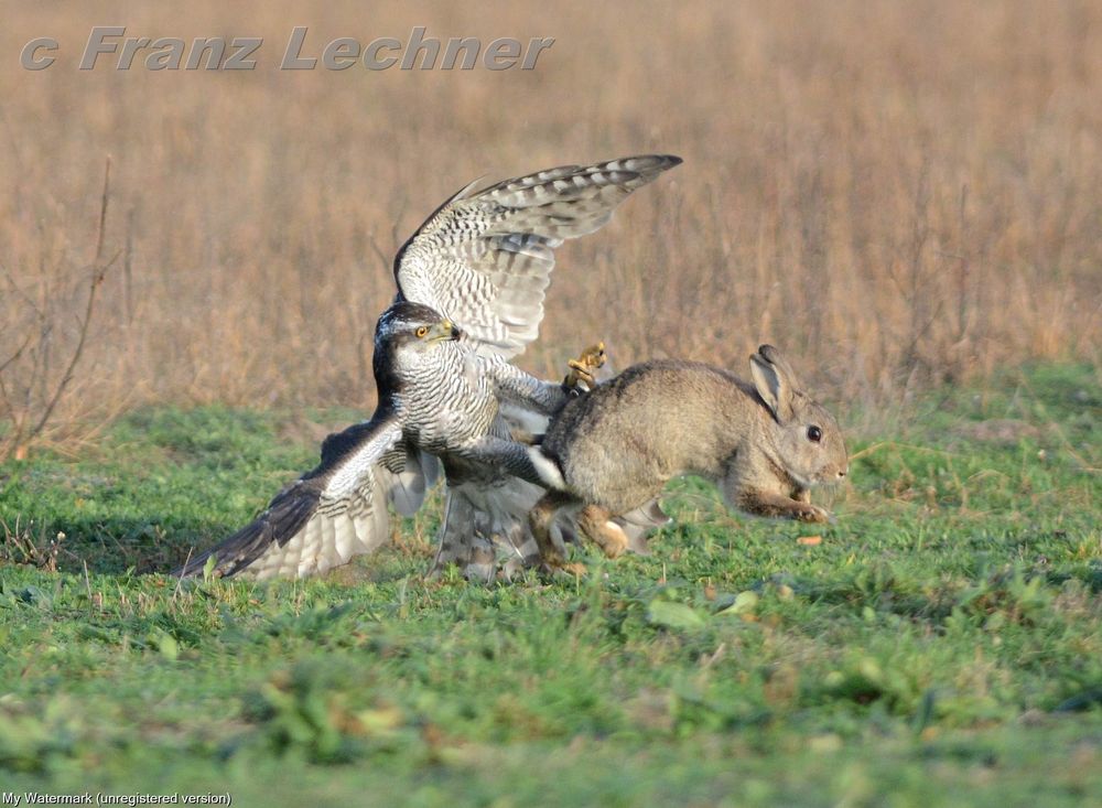 Habicht jagt Kaninchen Beizjagd Foto & Bild natur, tiere, vögel Bilder auf