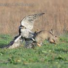 Habicht jagt Kaninchen Beizjagd