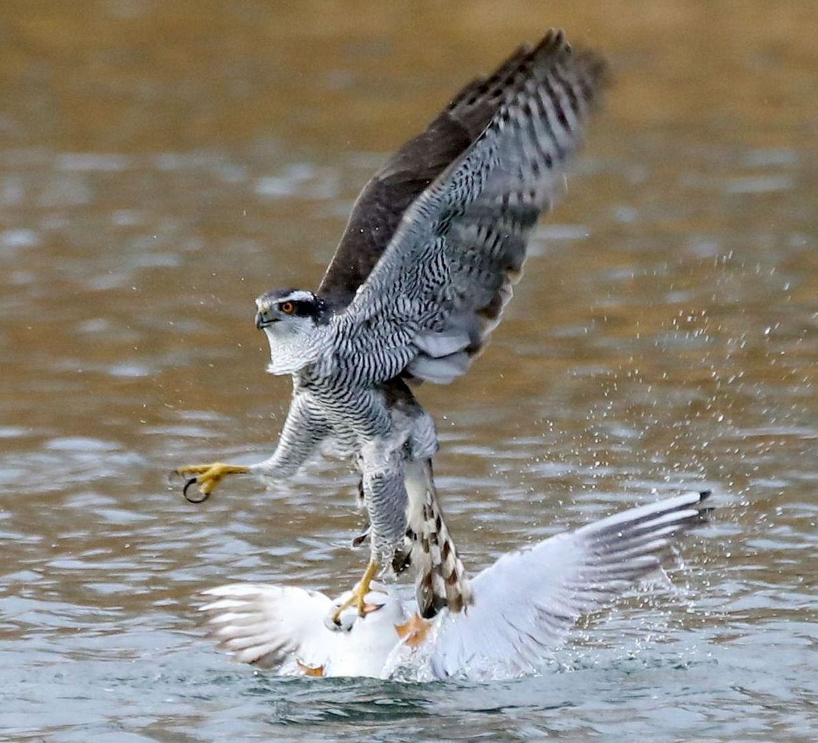 Habicht jagt Möwe