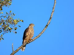 Habicht Jungvogel