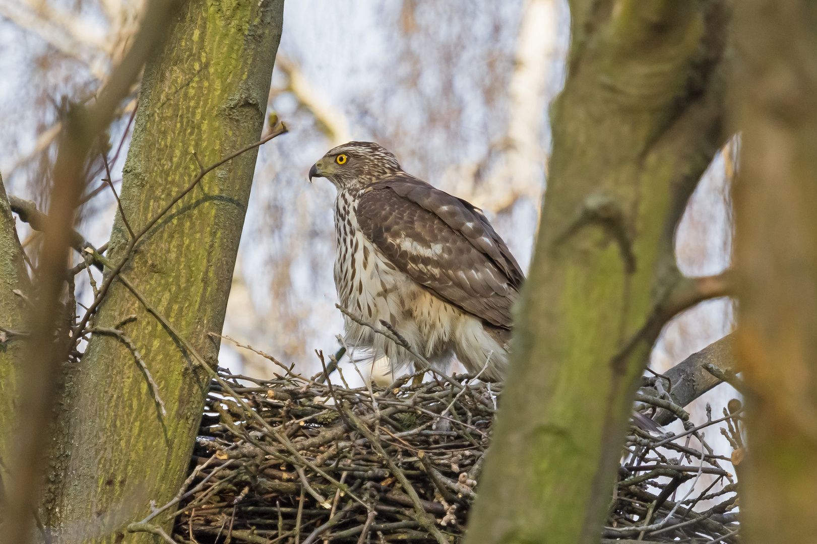 Habicht Jungvogel