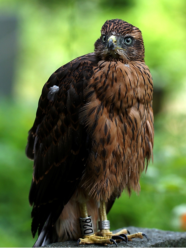 Habicht / Jungvogel