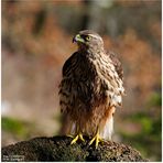 - Habicht Jv  -    ( Accipiter gentilis )