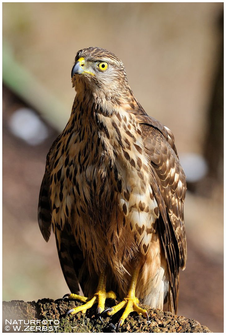 - Habicht Jv. -  ( Accipiter gentilis )