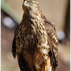 - Habicht Jv. -  ( Accipiter gentilis )