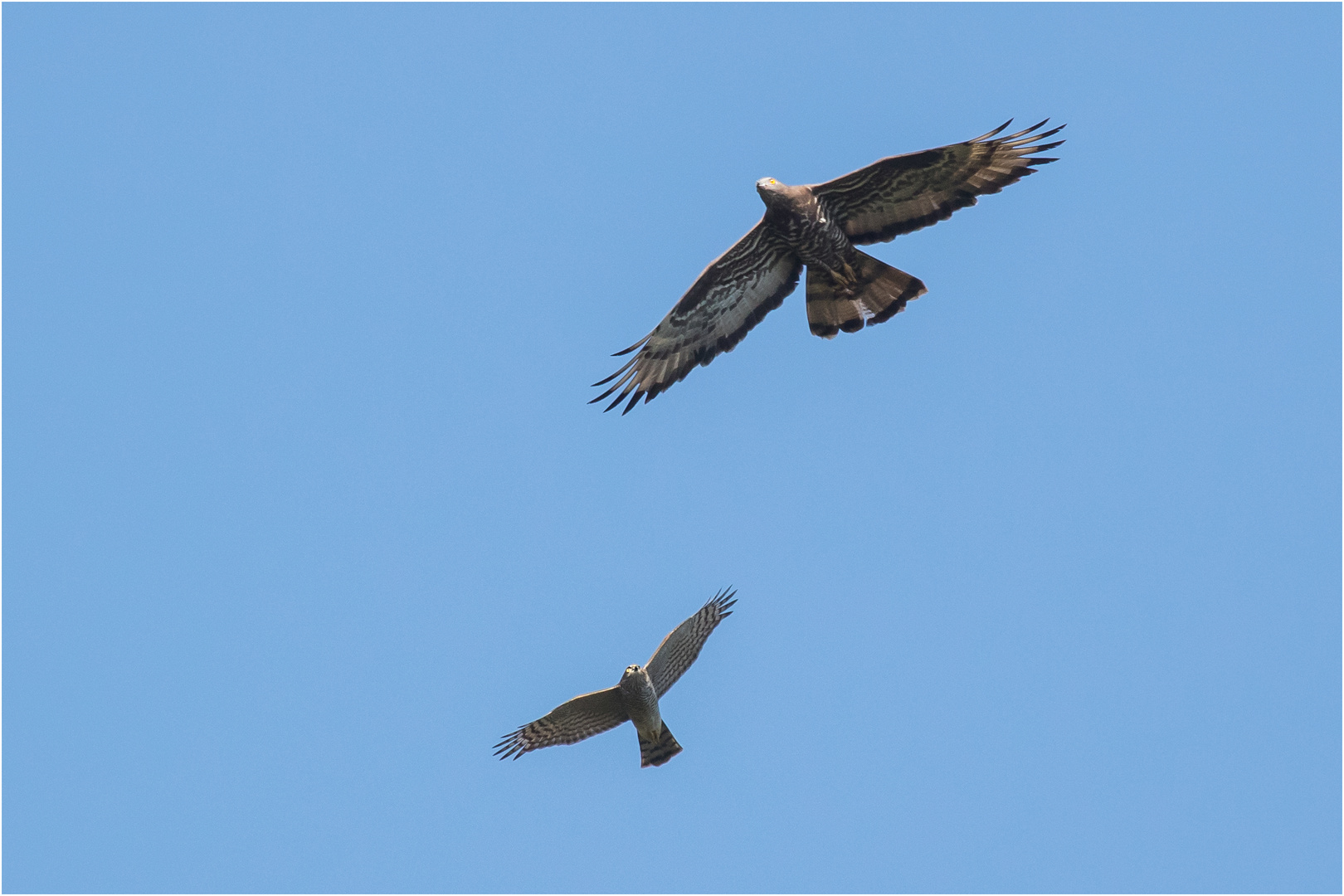 Habicht legt sich mit dem Wespenbussard an