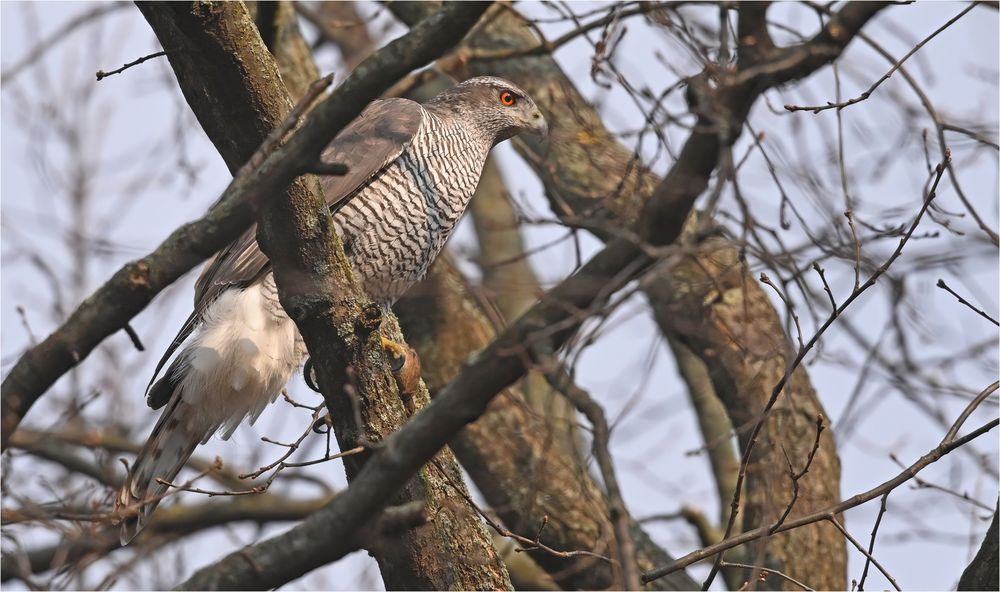 Habicht mit Brandmaus