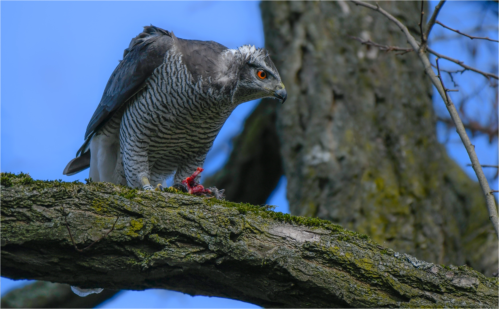 Habicht mit Singvogel