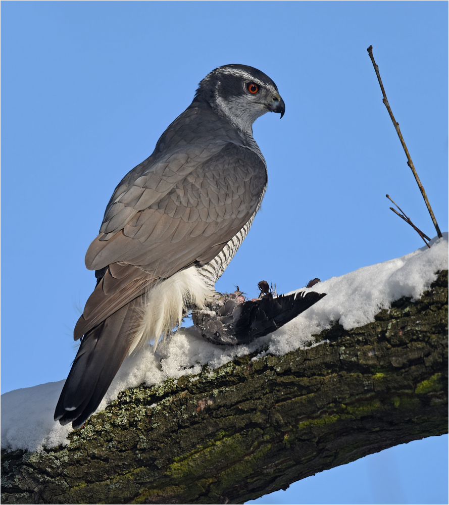 Habicht mit Taube