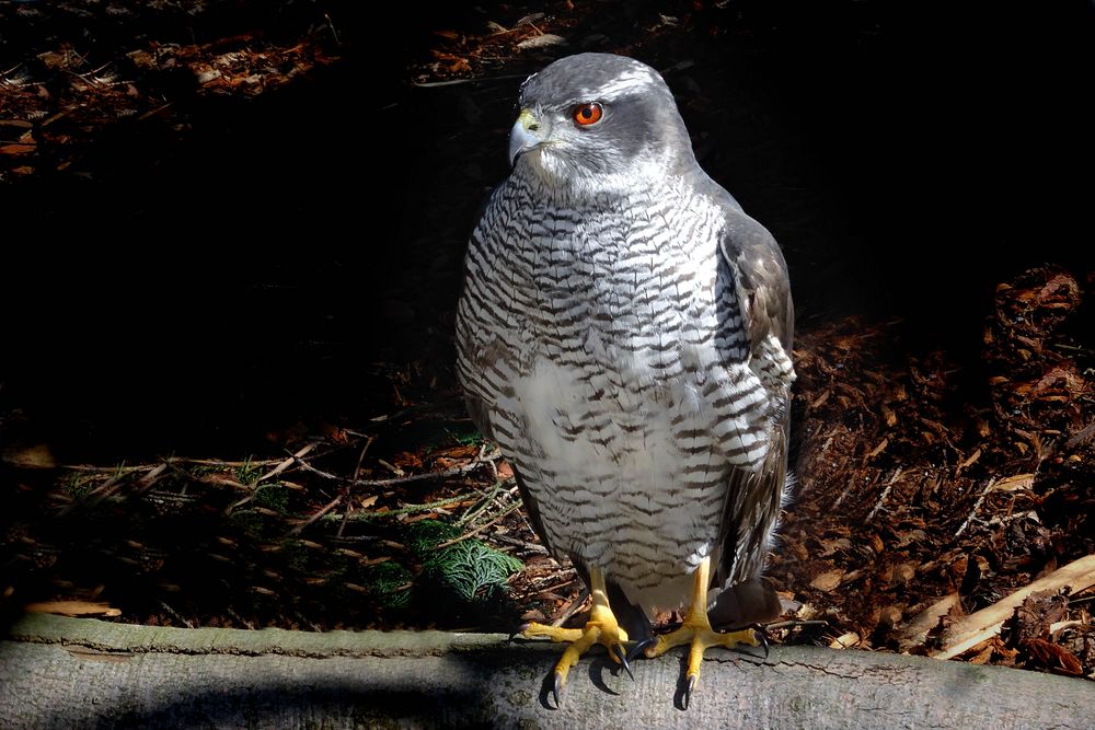 Habicht (Neuwieder Zoo)