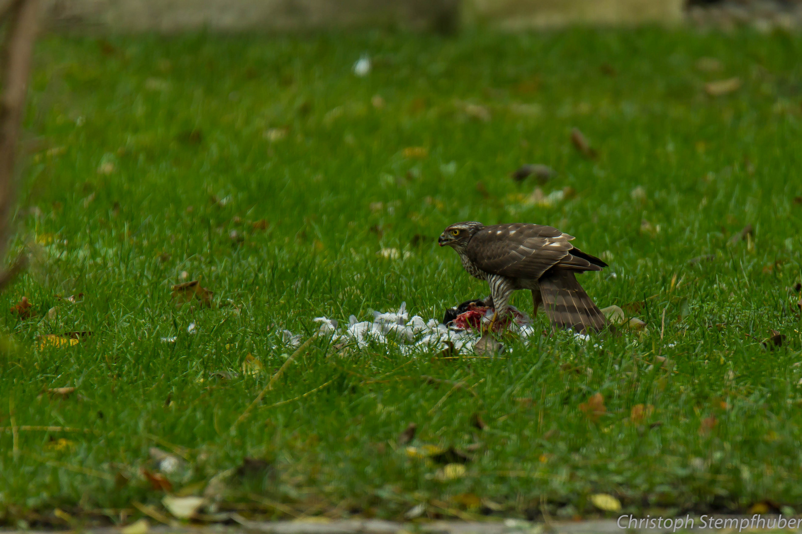 Habicht oder Bussard....