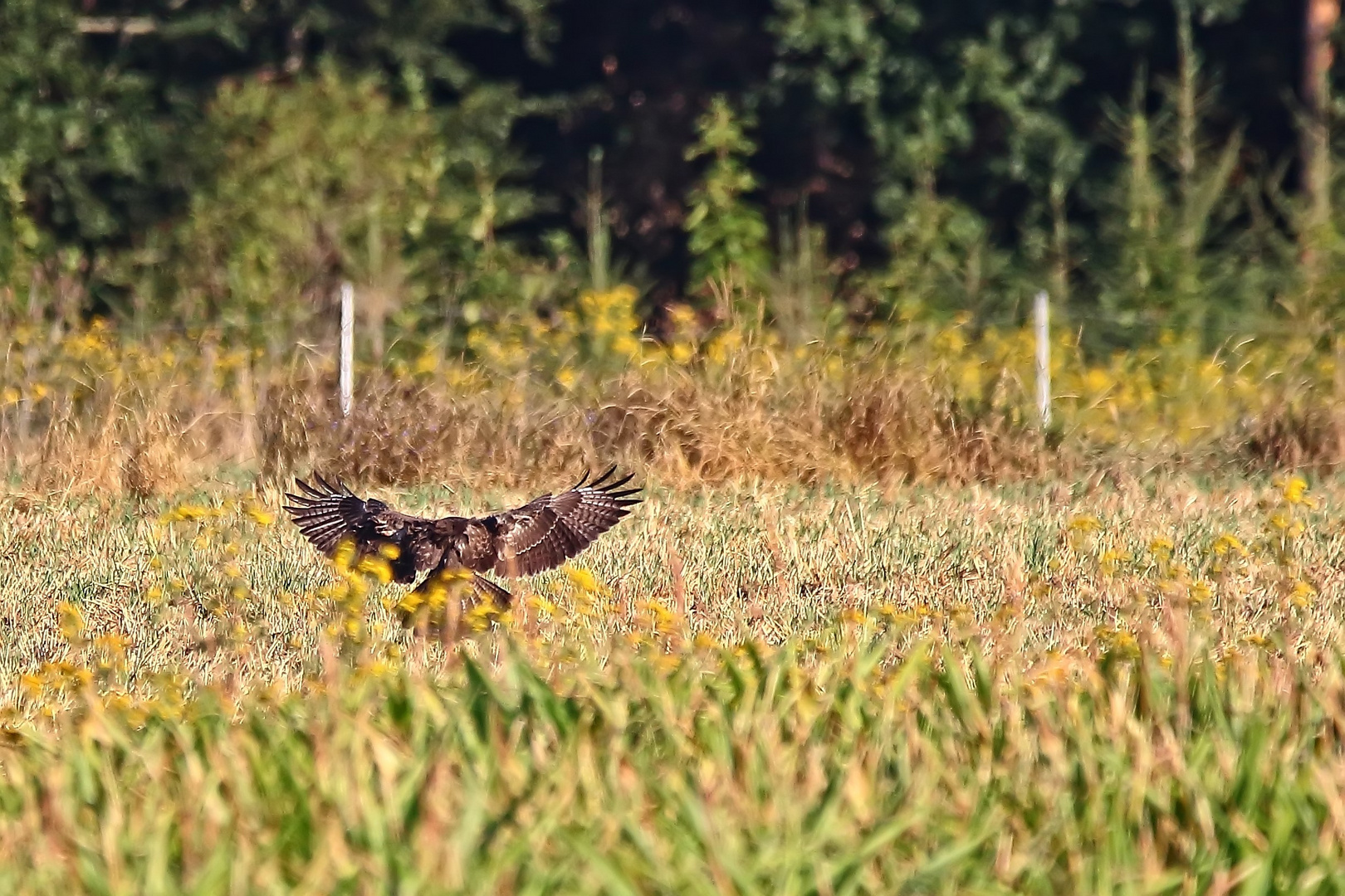 "HABICHT oder BUSSARD" - helft mir da bitte!