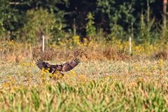 "HABICHT oder BUSSARD" - helft mir da bitte!