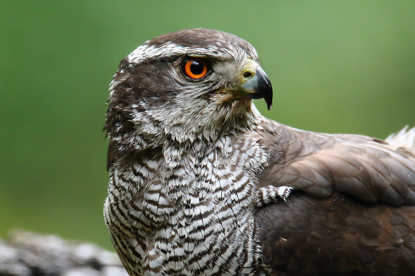 Habicht-Portrait