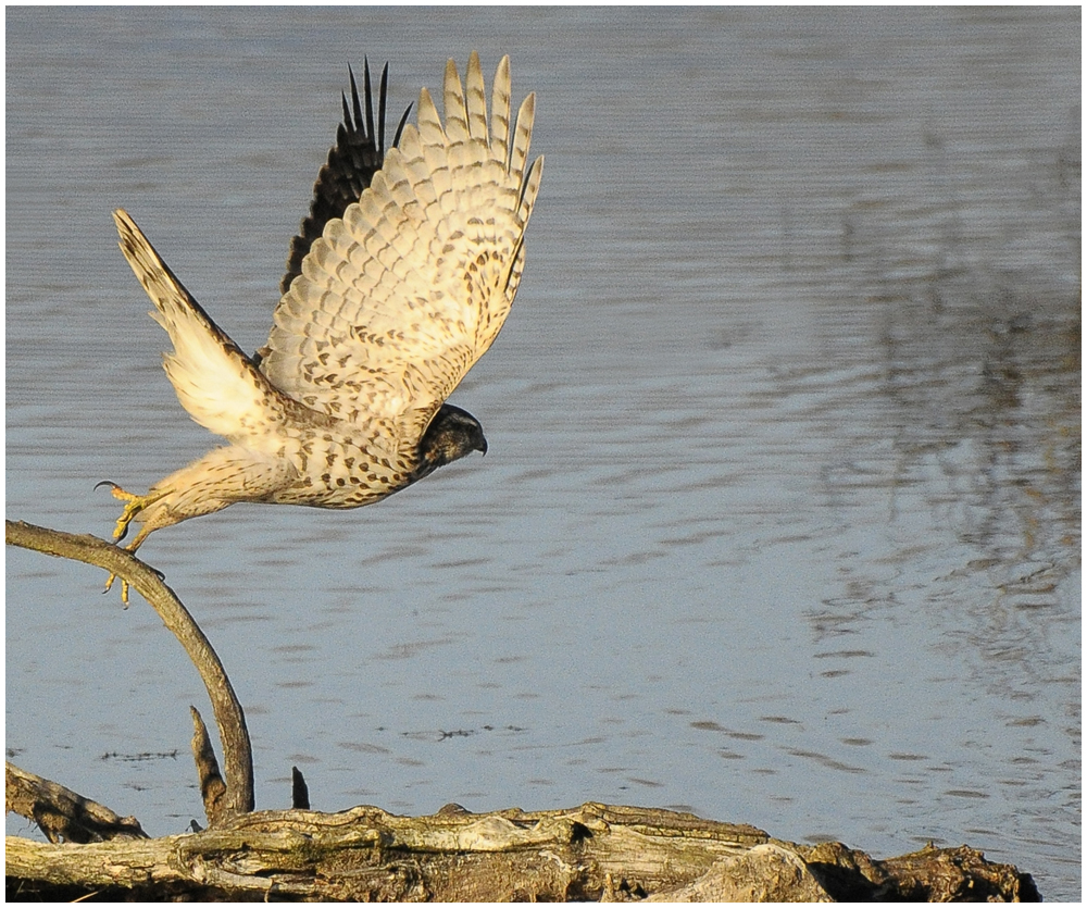 Habicht (Rothabicht) Abflug