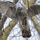 Habicht sucht Zweige für den Horstbau