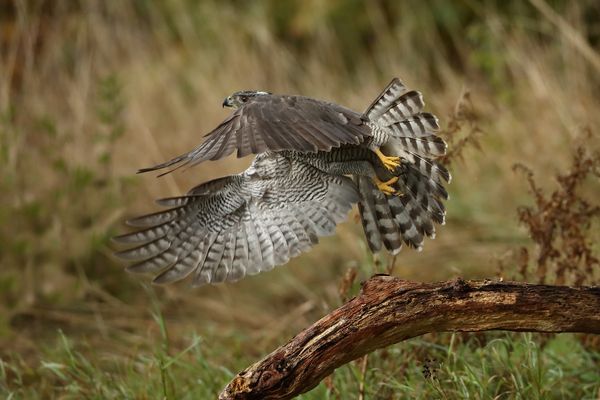 Habicht Terzel Blitzstart