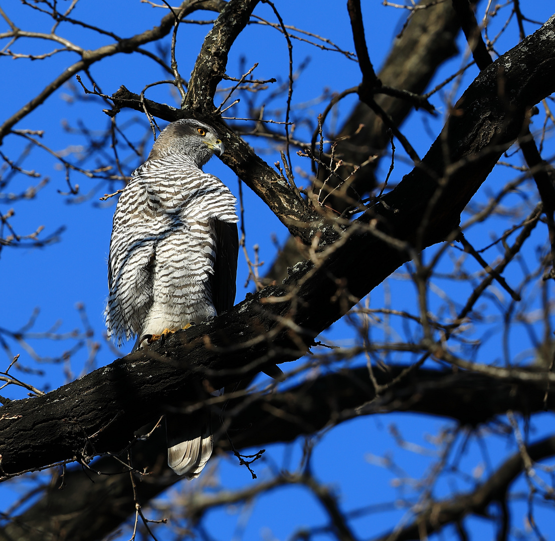 Habicht und blauer Himmel