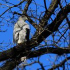 Habicht und blauer Himmel