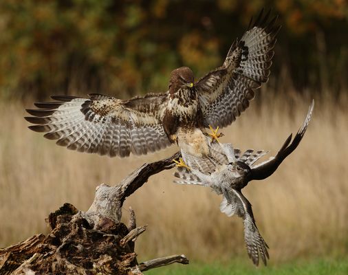 Habicht und Mäusebussard