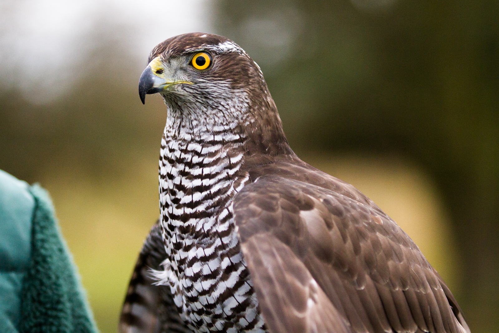 Habicht - Vogel des Jahres 2015