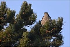 Habicht - Weibchen