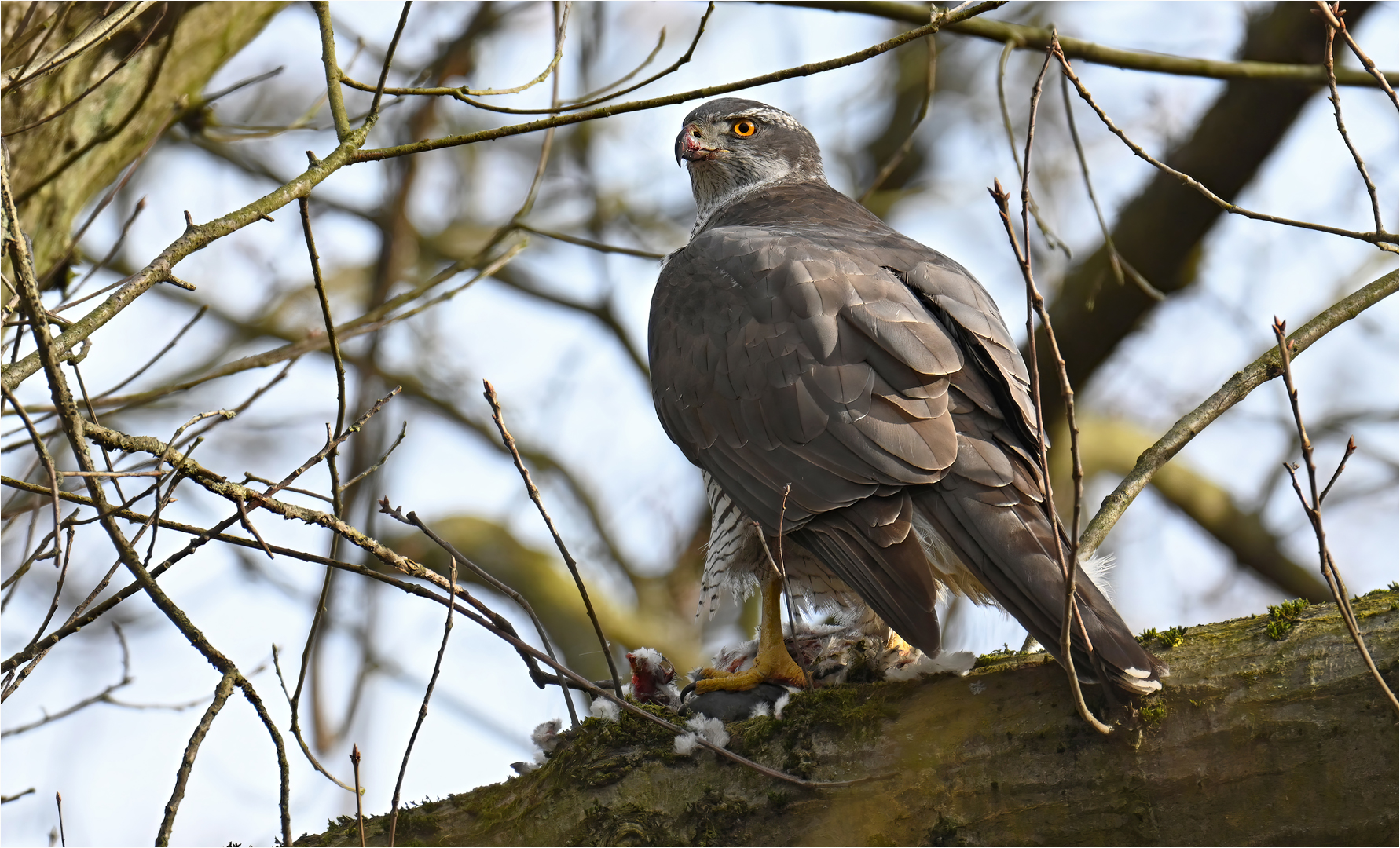 Habicht - Weibchen -