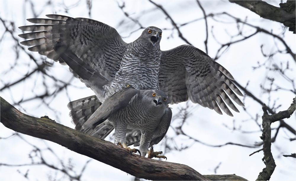 Habichte Foto & Bild tiere, wildlife, wild lebende vögel Bilder auf