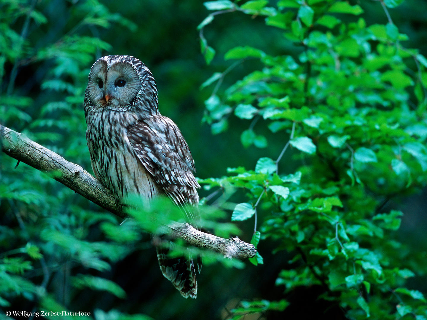  - Habichtkauz-   ( Strix uralensis )