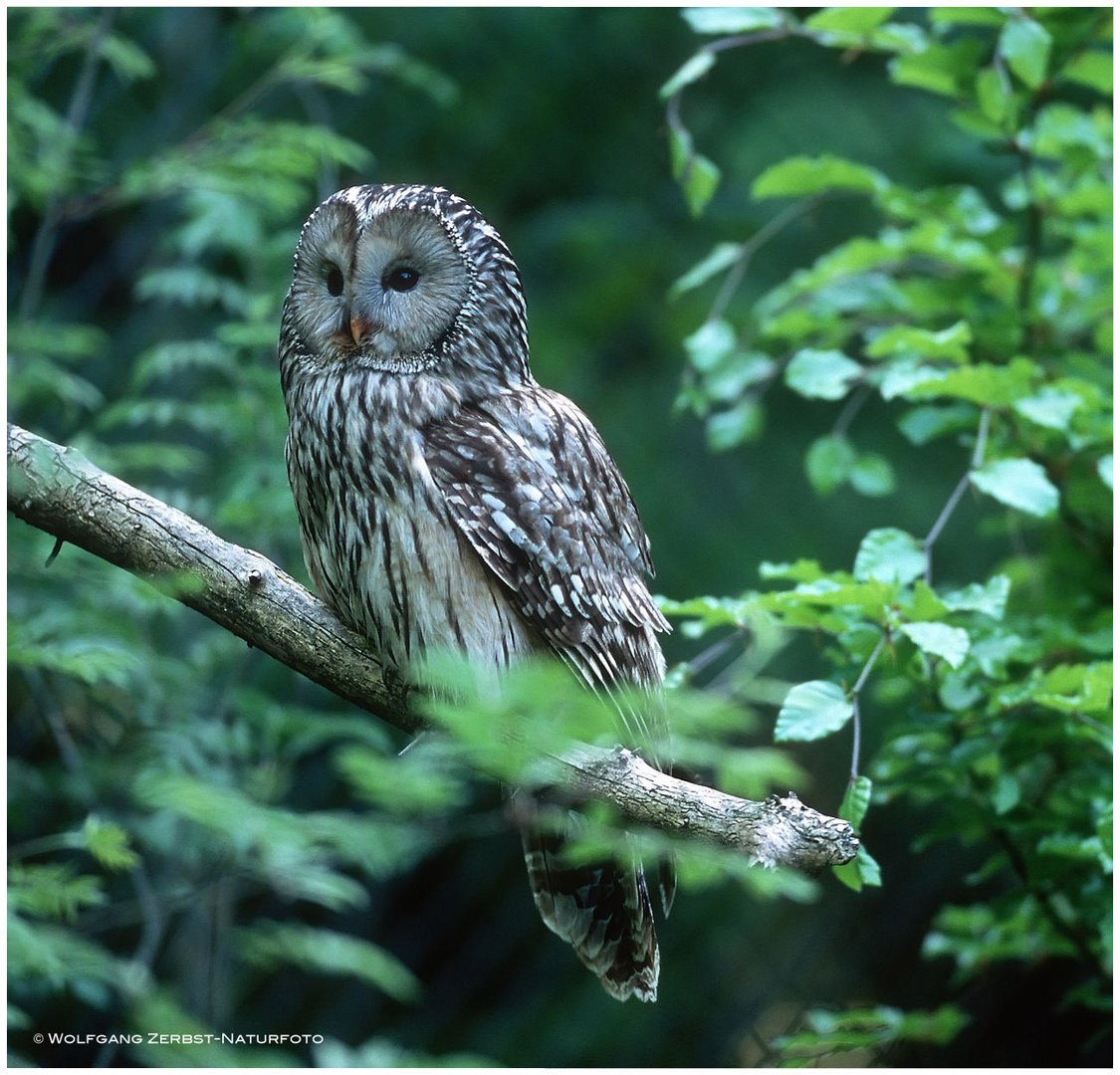 --- Habichtkauz --- ( Strix uralensis )