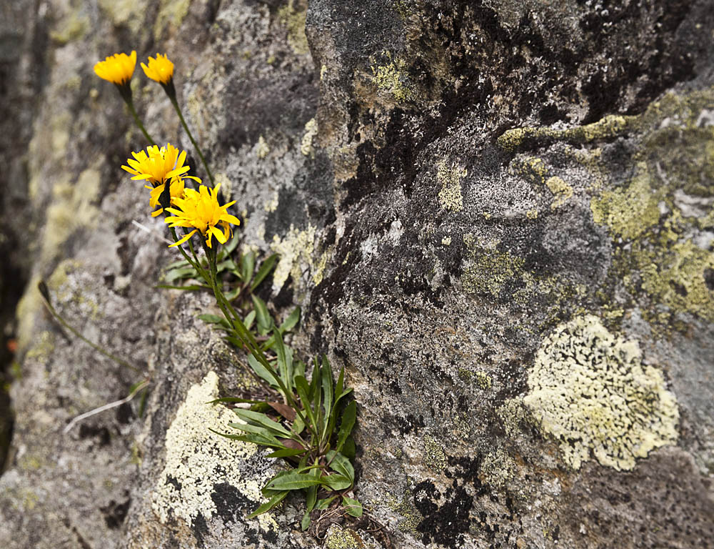 Habichtkraut in den Stubaitaler Alpen