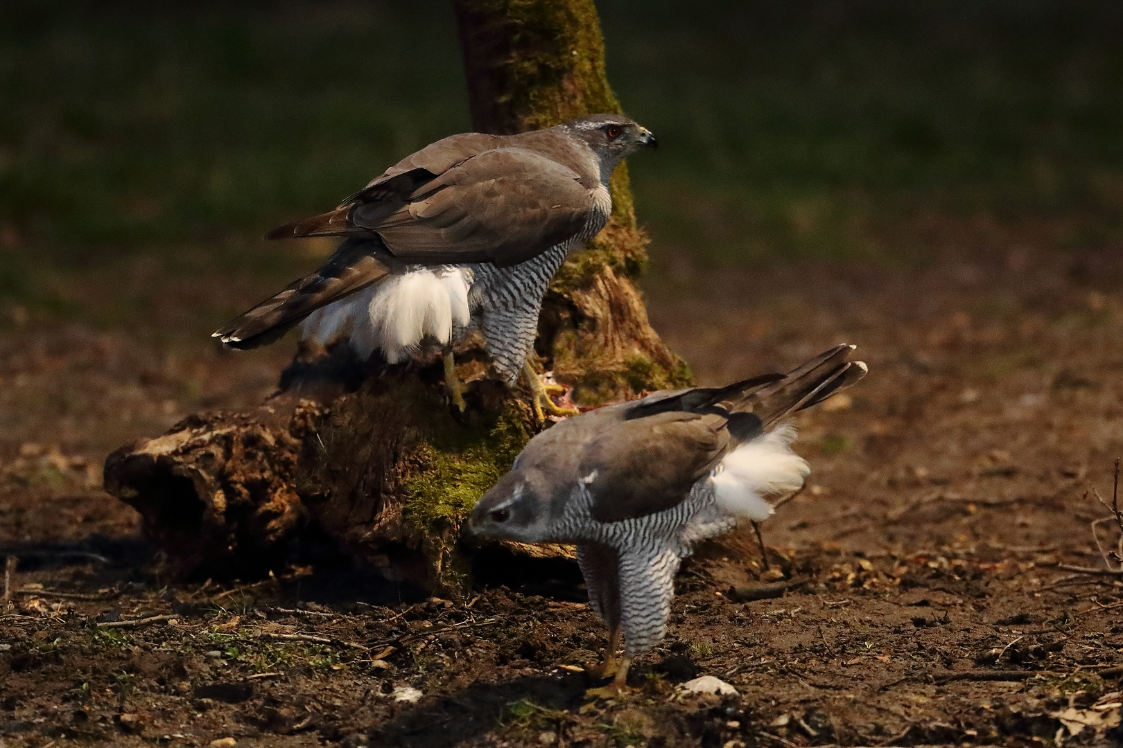 Habichtpärchen am Hühnergarten